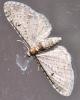 Eupithecia virgaureata